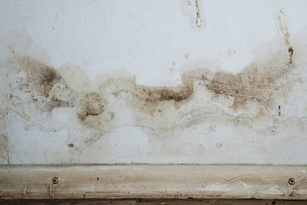 Mold Inspection, Removal & Remediation